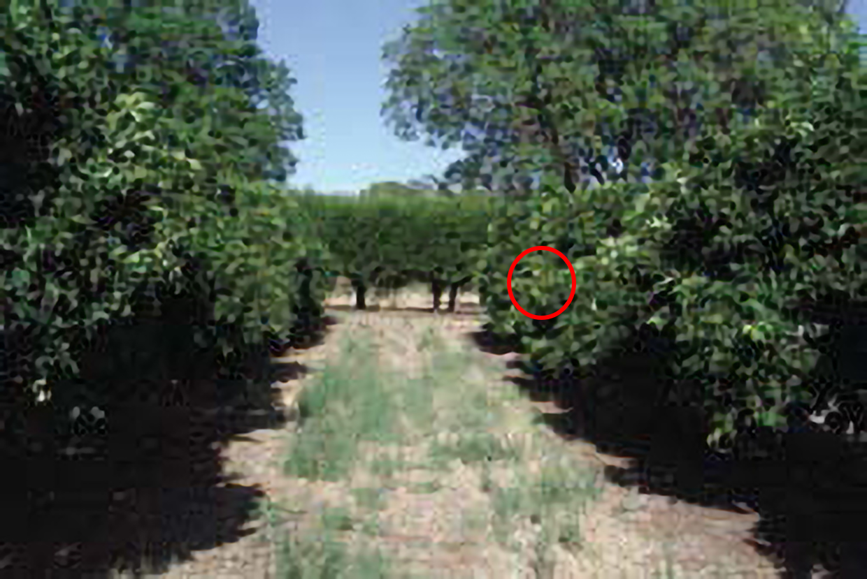 Figure 2. Select a group of trees from a distance that is far enough away from the canopy so that crop load is unrecognisable (at least 10 m). 