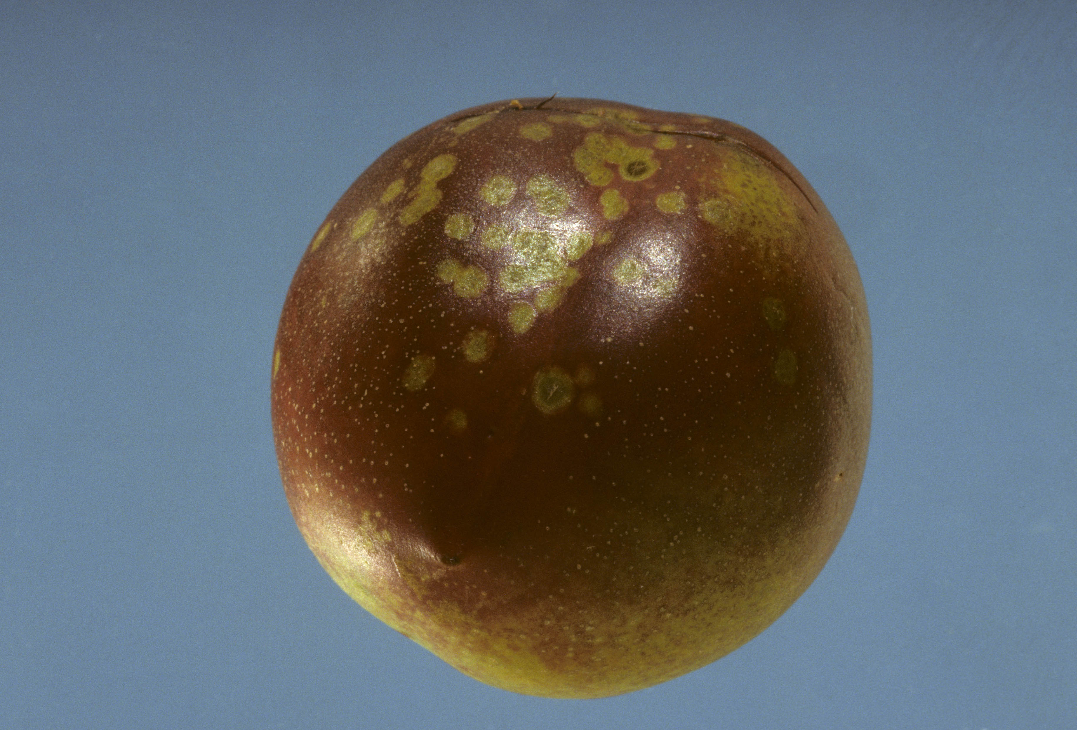 Figure 5. Freckle on a nectarine.