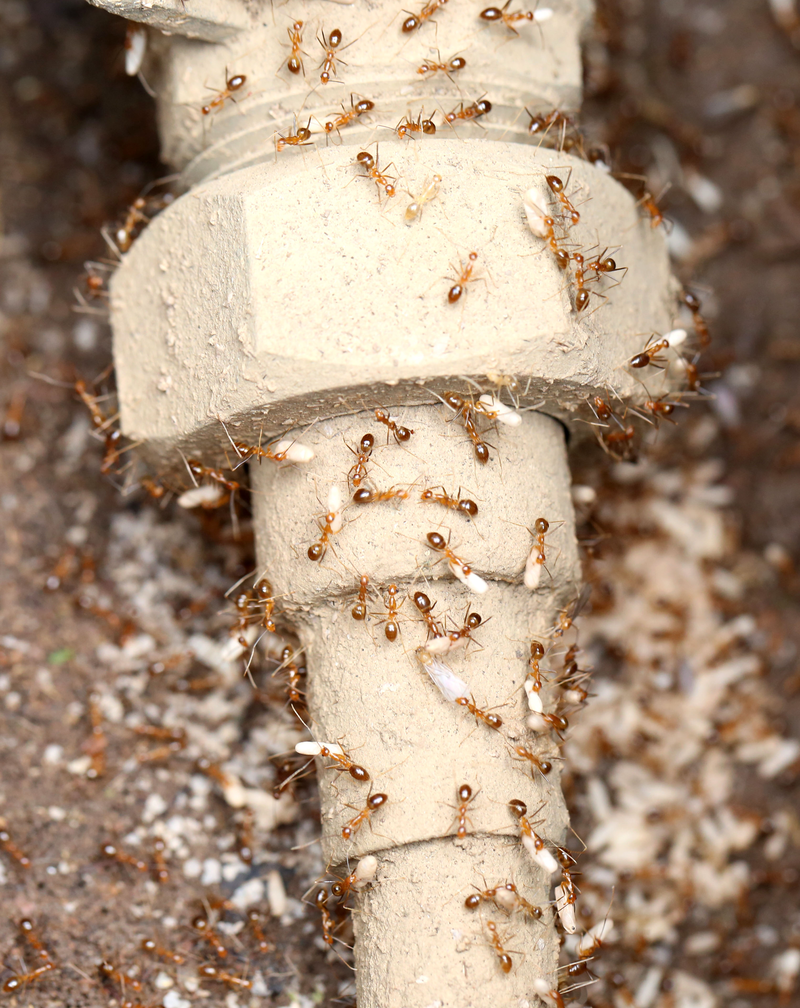 Yellow crazy ants close up. Yellow crazy ants can live in and around pipes.