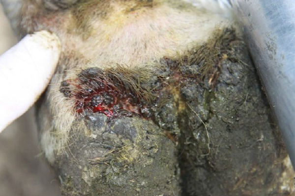 A close up photo of a hoof with FMD