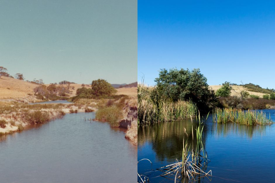 Leaky weir revegetation outcome