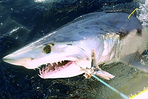 A shark being tagged