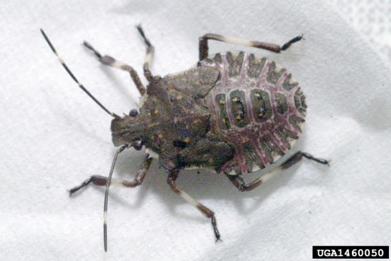 Brown shield shaped bug with white markings on legs and A shaped markings on margin of shield