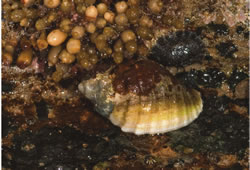 Cartrut shell