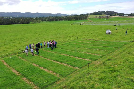 Aerial view of a group of about 20 people in a section of a grassy paddock divided into oblong patches of grass, with cnetre pivot machine and white vehicle in the background. 