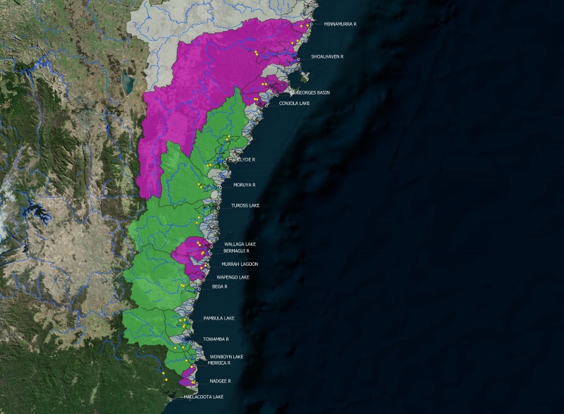 Map of south coast catchments showing where Australian Grayling were detected (light/green) and not detected (pink/dark).