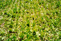 Direct drilled Puna chicory after first grazing