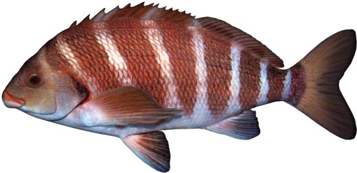 Banded Morwong