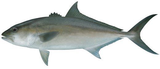 Amberjack