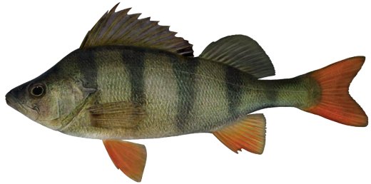 An image of Redfin perch