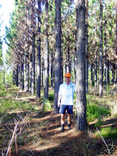 Rodger Peters in a stand of 7 year old trees of clone 545 at Toolara State Forest, Queensland. DPI Forestry photo.