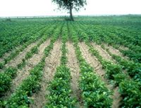 A potato crop with a definitive patch of stunted plants surrounded by the healthy crop