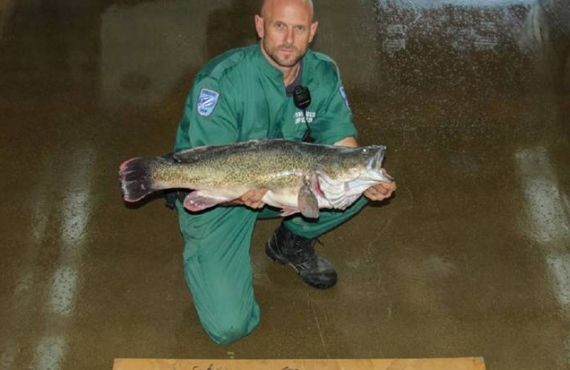 Murray Cod and setlines seized from Wagga area