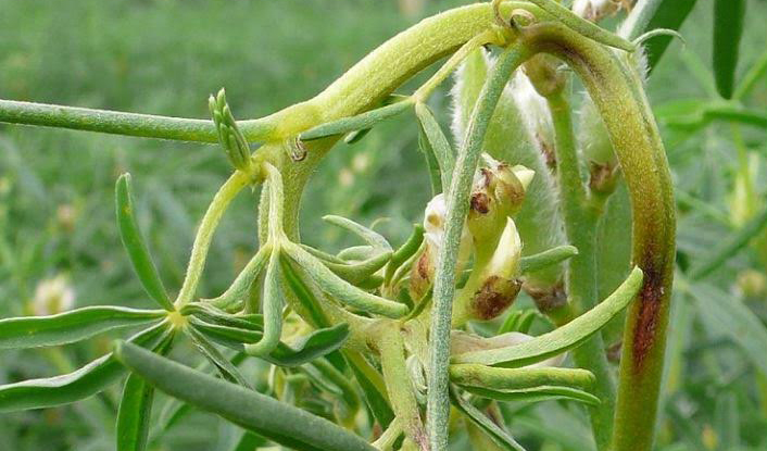 Lupin anthracnose causing lesions on plant, bent and twisted stems and pods