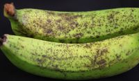 Two unripe bananas with brown fungal spots all over