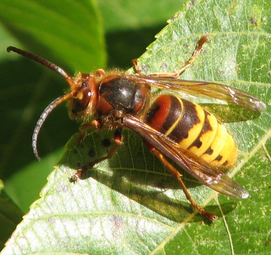 European hornet on a leaf, overhead photo. European hornet has a pale yellow abdomen with black stripes
