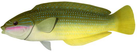 Elegant wrasse 