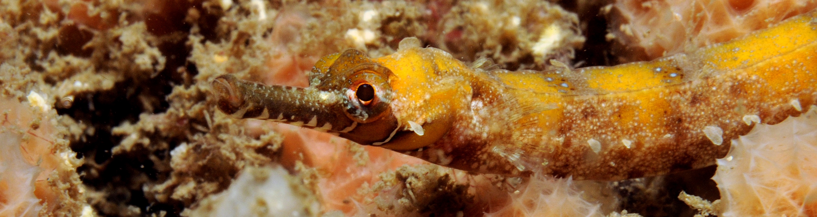 Girdled Pipefish (Festucalex cinctus) Image by Dave Harasti