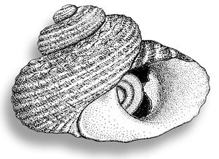 Turban snail