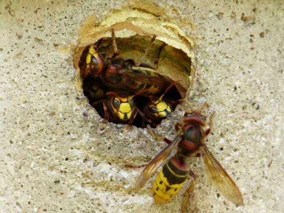Small opening of a hornet nest with a number of European hornets emerging