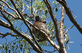a koala sitting in a tree