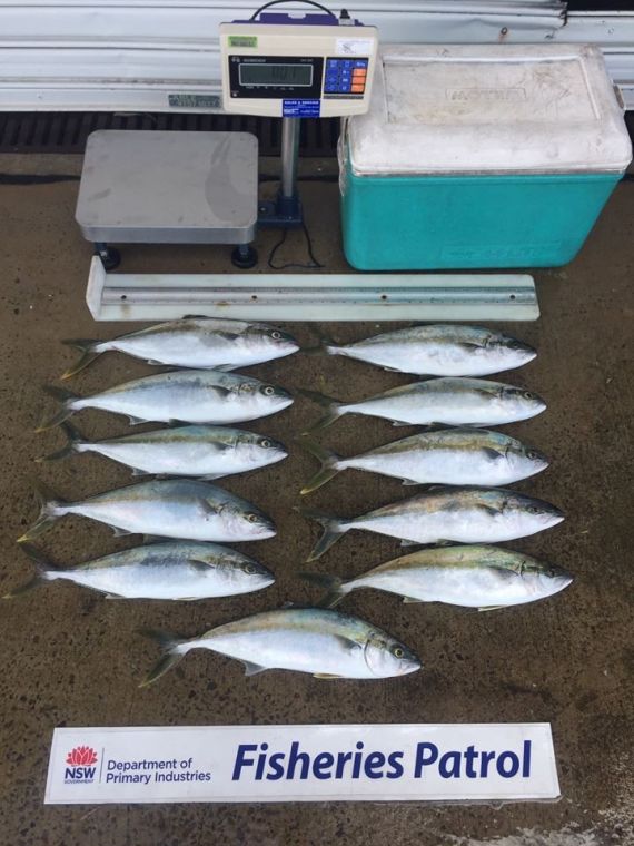 Image of prohibited size yellowtail kingfish seized from Botany bay