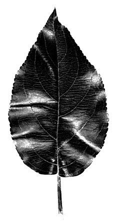Budagovsky leaf