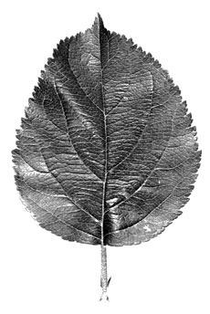 M.27 leaf