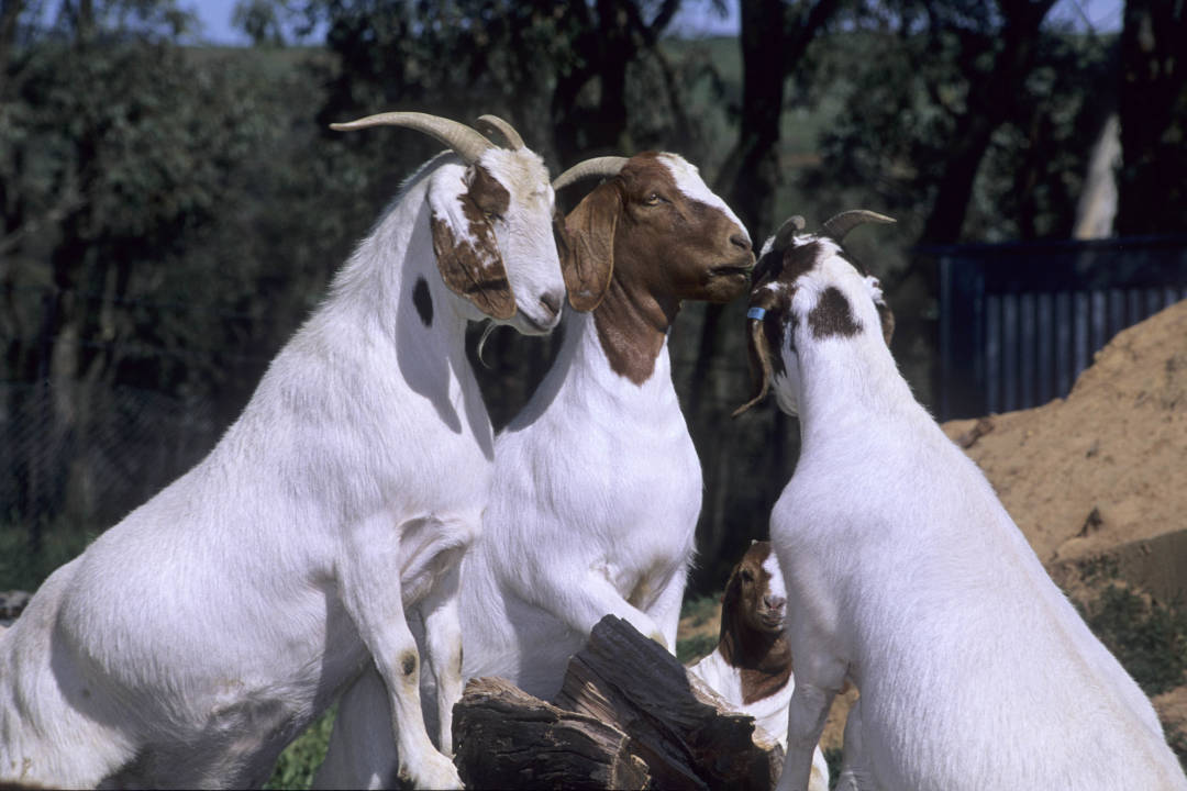Goatmeat