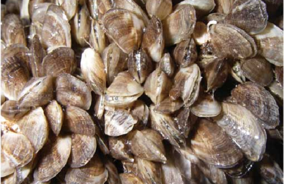 The picture shows a large cluster of brown mussels. The colour of the mussel is tan with dark brown to black stripes running across the mussel.