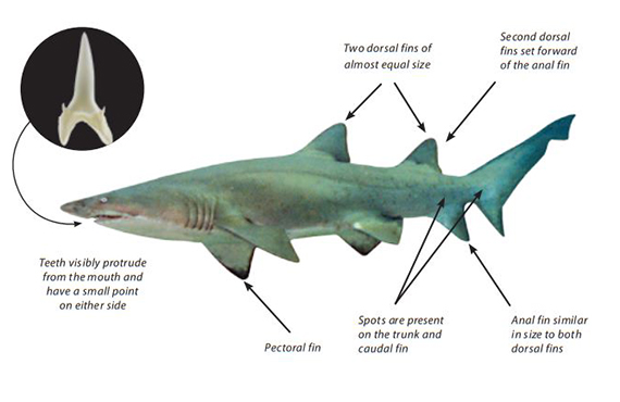 How to identify a Greynurse Shark