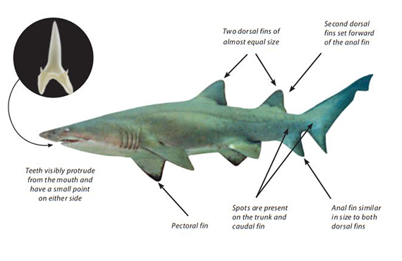 Greynurse shark