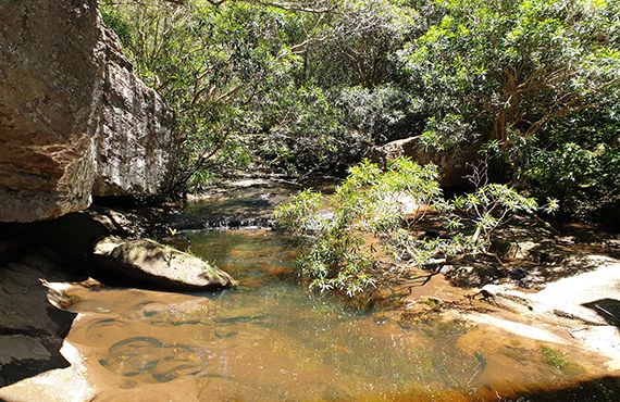 Adam's Emerald DF habitat (Photo: A. Grieve)