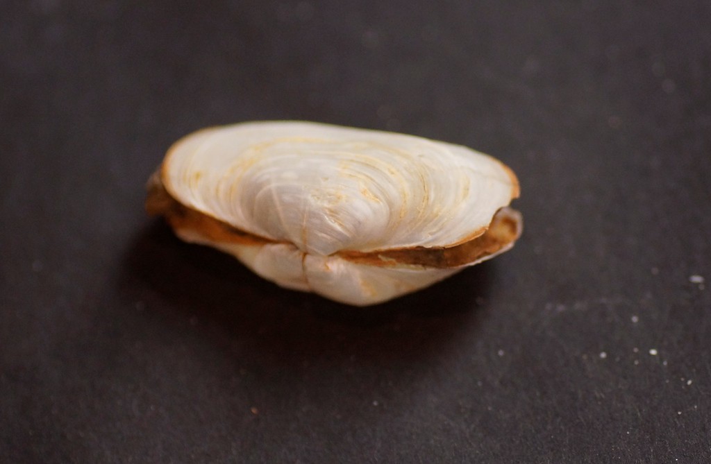 One half of a Lantern clam (Laternula gracilis) shell sitting open and facing upwards, Picture shows the shell as white in colour with clear concentric circles inside. There is a brown edge to the shell. 