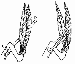 Attaching brail or tape to wings to prevent pheasants from flying