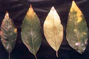 Potassium deficiency 4 leaves
