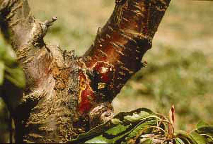 Figure 1. Bacterial canker.