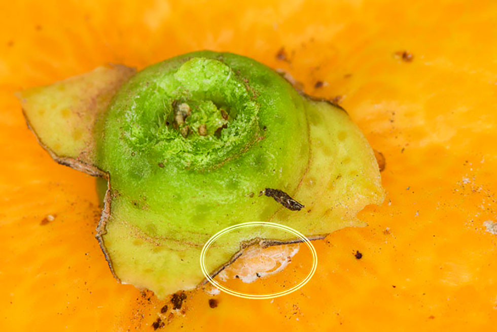 Figure 5. An egg mass (yellow circle) protruding from under the calyx of a navel orange.