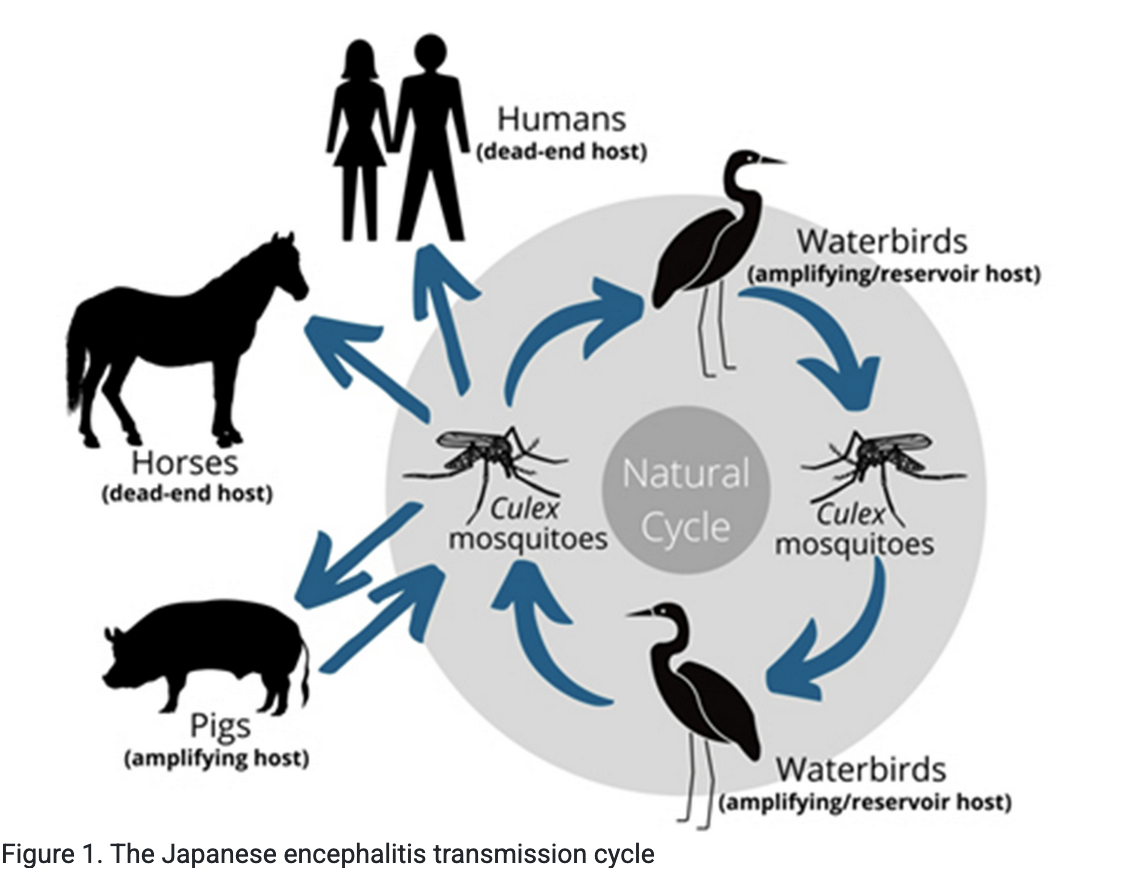 The Japanese encephalitis transmission cycle