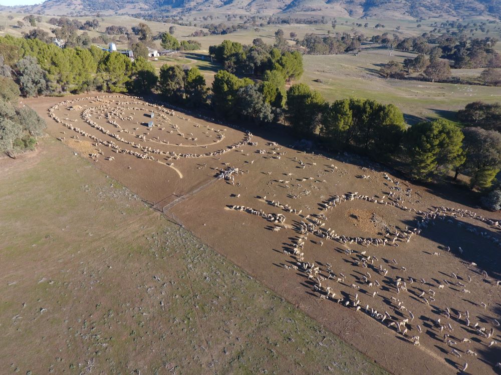 Example of sheep using a drought lot