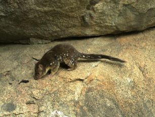 A quoll is sitting on large boulders and investigating the latrine site