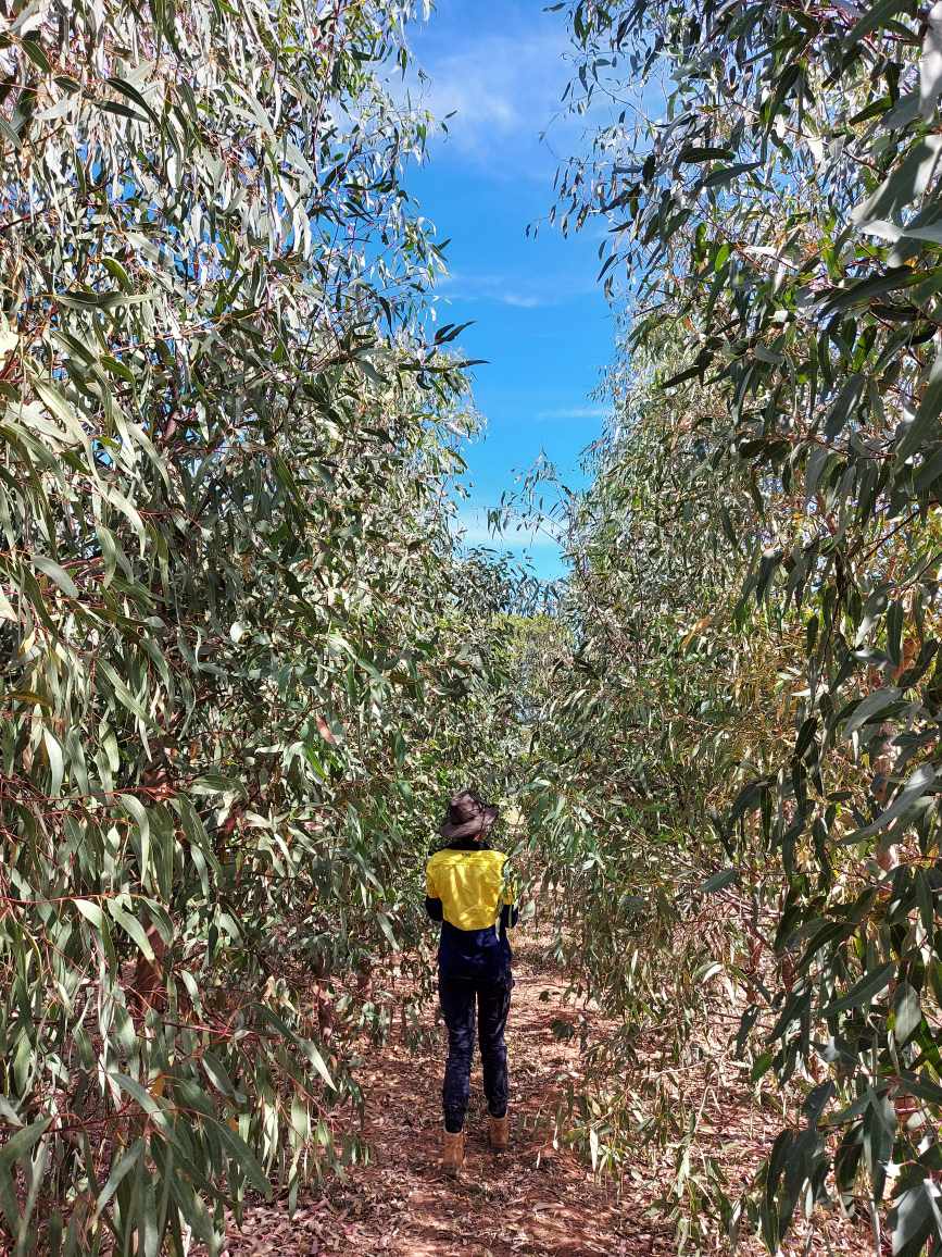 Man in hi-vis walking among eucalyptus trees