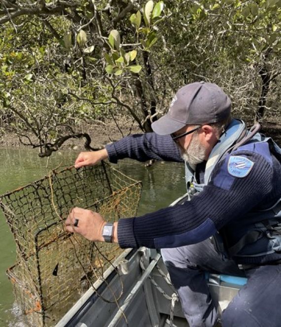 Fisheries officer seizing illegal trap from a Sydney waterway
