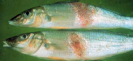 Lesions from red spot disease in whiting