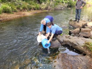 Macquarie Perch being stocked into the Mongarlowe River