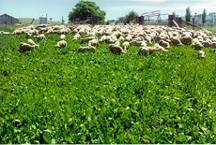 Sheep grazing Puna chicory at Adelong