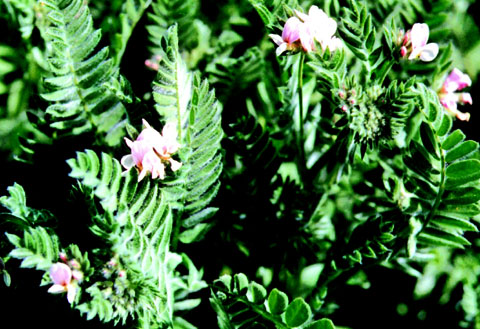 Pink serradella