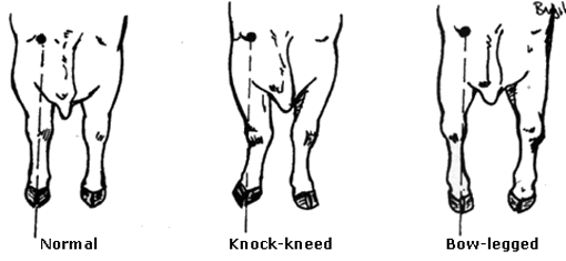 Front legs of bull showing normal, knock-kneed and bow-legged stance