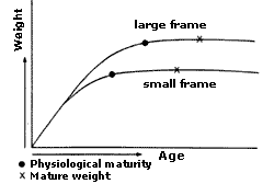 Comparative growth and weight gain of large-framed and small-framed cattle