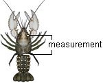 Measure murray crayfish